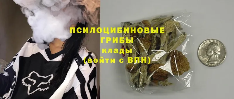 Псилоцибиновые грибы GOLDEN TEACHER  OMG   Губкин  где можно купить  